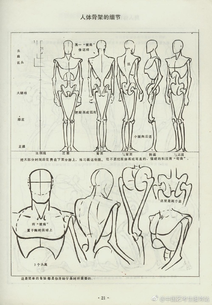 人体骨骼结构图片