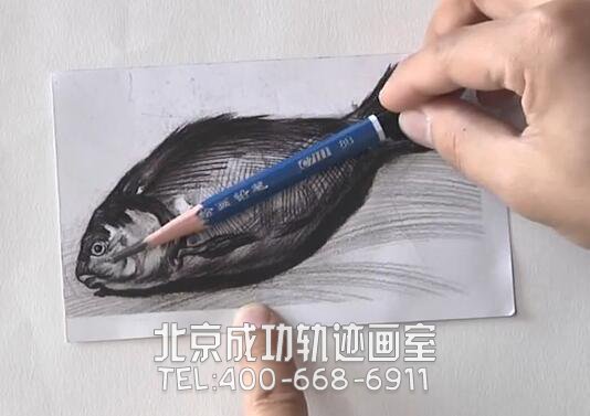 鱼素描画教程