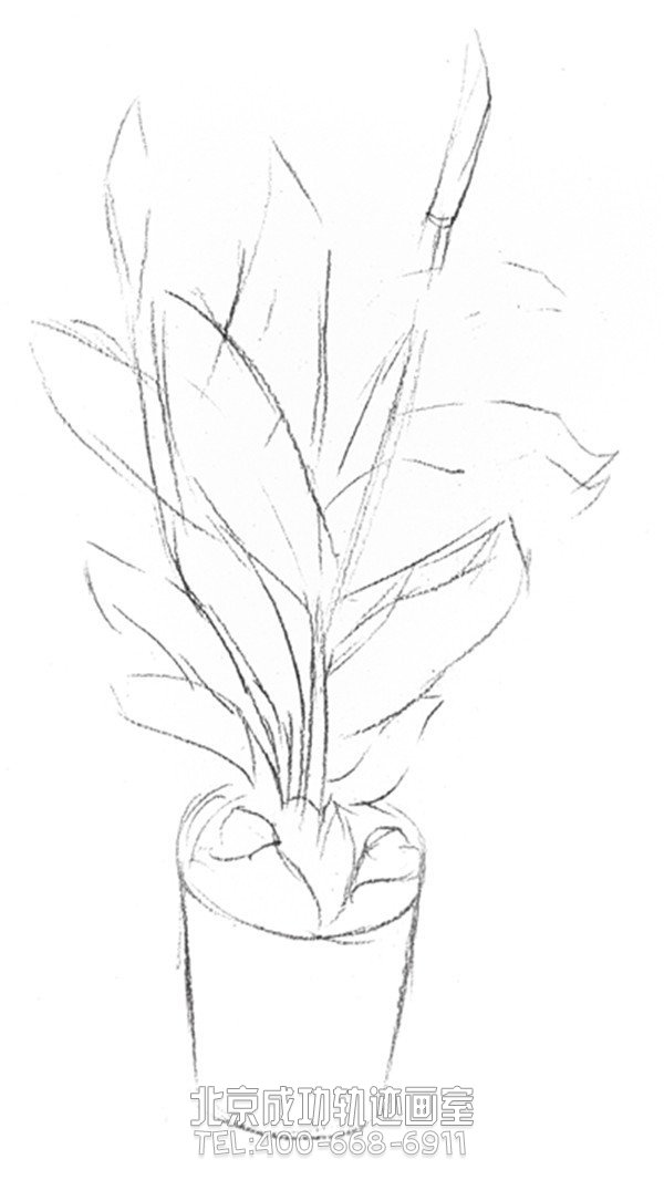 植物静物素描：白掌的绘画步骤