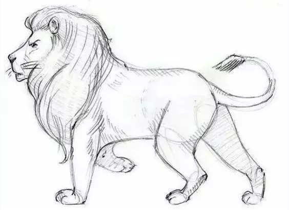 狮子速写画法